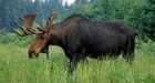 4 Minnesota hunters fined for illegal moose hunt
