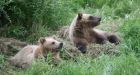 Eating from the fridge, trying to steal a bag: Yukon tracks 3 bear incidents in 3 days