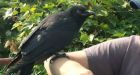 You've got mail: Canada Post restarts delivery in area where Canuck the crow injured mail carrier