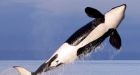 Canadian government announces measures to help save key whale species