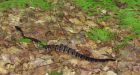 Scientists trying to save B.C.'s western rattlesnakes from becoming roadkill