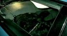 Cow Ends Up In Back Seat Of Massachusetts Woman's Car!