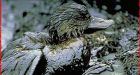 Environmentalists take Syncrude to court over Alberta duck deaths