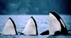 Marine census suggests polar oceans rich with life