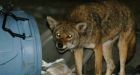 Coyotes wander Ottawa streets