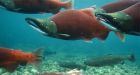 The mystery of B.C.s disappearing sockeye