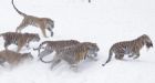 11 rare tigers die at Chinese zoo