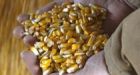High fructose corn syrup: just another sugar?