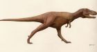 First southern tyrannosaur found