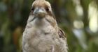 Obese Sydney bird sent to birdy bootcamp