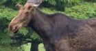 Ottawa moose death a call to action: mayor