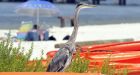 Sea creatures flee oil spill, gather near shore