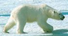 Nunavut's claim polar bears are fine ignores science, environmentalists say