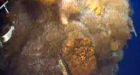 Oil spewing in Gulf after crews forced to remove cap