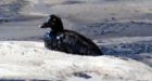 Syncrude guilty in Alberta duck deaths