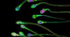 Dating website launches 'virtual sperm bank'