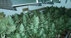 4 Calgarians arrested in Sask. grow-op: Mounties