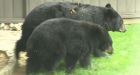 Family of bears wanders through B.C. neighbourhood