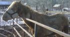 Manitoba man charged with 44 counts of animal cruelty