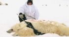 Arctic hybrids not a good sign, warn scientists