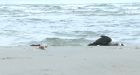 Hundreds of dead birds wash up on Ontario shore