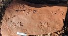 P.E.I. fossil footprints could be 290 million years old