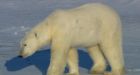 Polar bears: Threatened species or political pawn'