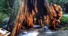 Hollow tree in Stanley Park catches fire