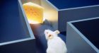 Mice given human brain gene learned tasks faster