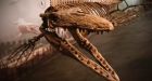 Manitoba mosasaur is the largest on display in the world, Guinness confirms