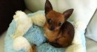 Couple rushing chihuahua to vet get $258 speeding ticket