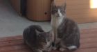 Funeral urn, kittens, guns stolen from home near Sylvan Lake