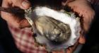 Five people sickened in connection with raw B.C. shellfish