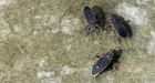 'They're in everything': Bugs invade cars, homes in California