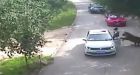 Woman mauled by tiger after exiting car sues Beijing safari park for US $300K