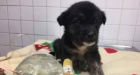 Nearly frozen puppy rescued from brink of death