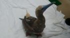 Booby found on U.K. beach flown back to Caribbean home