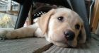 Judge rules dogs should not be treated like kids