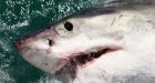 Deep-Sea Ghost Shark Filmed Alive In Ocean For First Time
